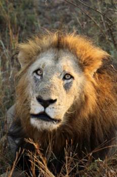 Krugerpark - Are you looking at me?