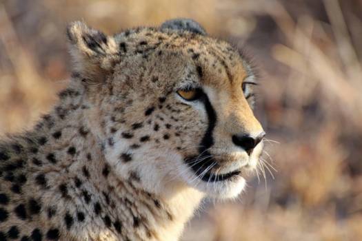 Krugerpark - Up close