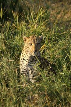 Krugerpark - Hiding in the grass