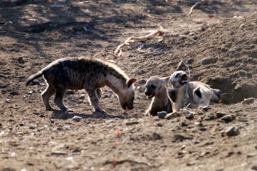 Krugerpark - Wanna play?