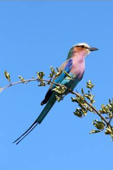Krugerpark - Colourfull