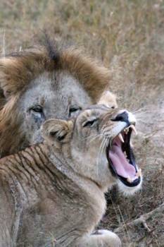 Krugerpark - I can be dangerous!