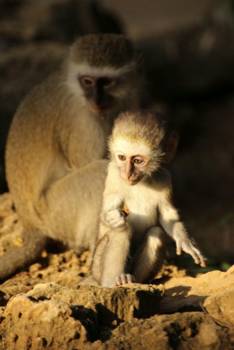 Krugerpark - Babymonkey