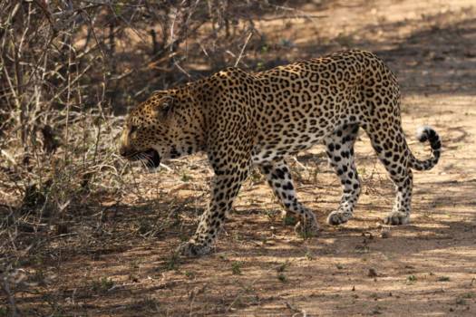 Krugerpark - Luipaard op 2 meter van het Safari voertuig