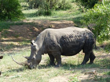 Krugerpark - Gevaarlijke grazer