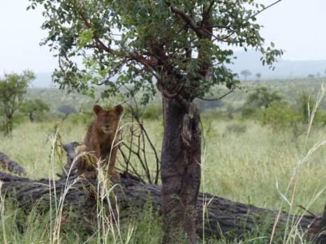 Krugerpark - Welpje op de uitkijk