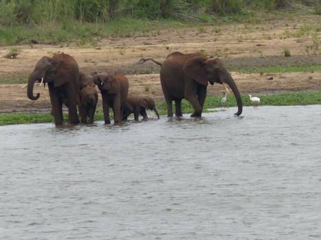 Krugerpark - Familie bad