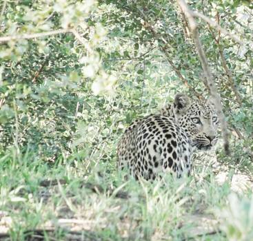 Krugerpark - Private Game reserve