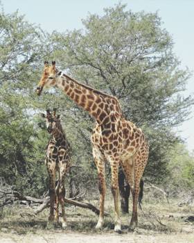 Krugerpark - Kruger National park