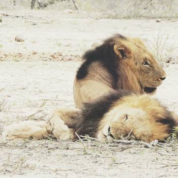 Krugerpark - Brother love