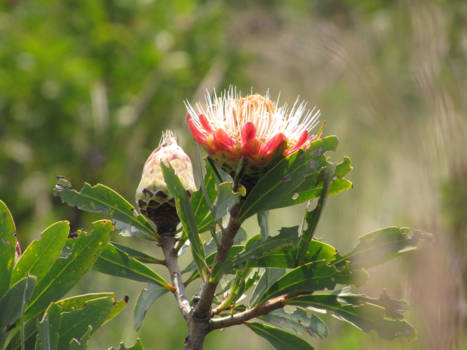 Panoramaroute - prachtige bloemen bij de canyon