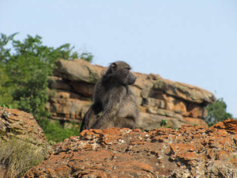 Panoramaroute - Nieuwsgierig aapje