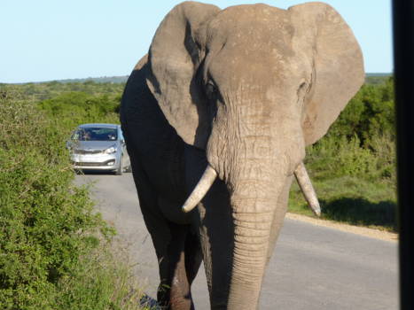 Addo Elephant National Park - Gelijk bij binnenkomst van het park kwam de eerste stier zich melden