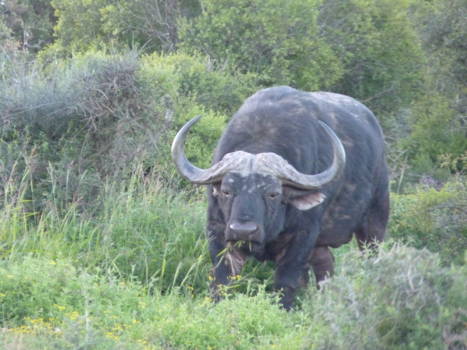 Addo Elephant National Park - een eenzame waterbuffel