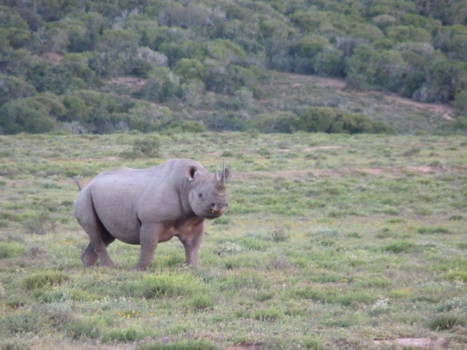 Addo Elephant National Park - Als kers op de taart: de Zwarte Neushoorn