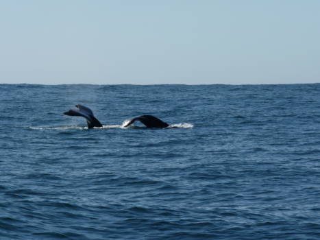Plettenbergbaai - Walvissen