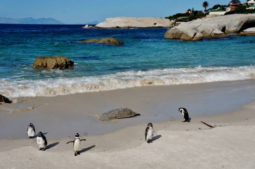 Kaapstad - Boulders Beach