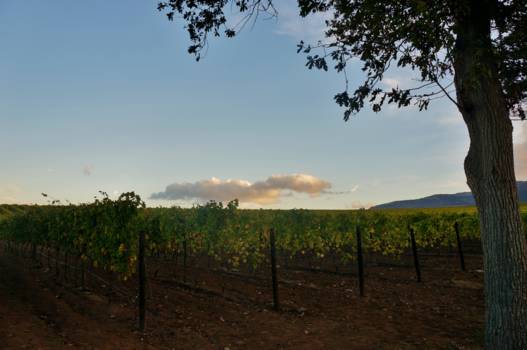 Kaapstad - Wijnvelden