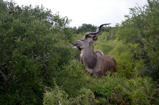 Addo Elephant National Park