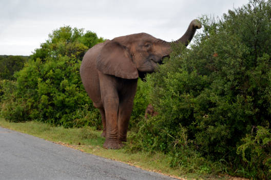 Addo Elephant National Park