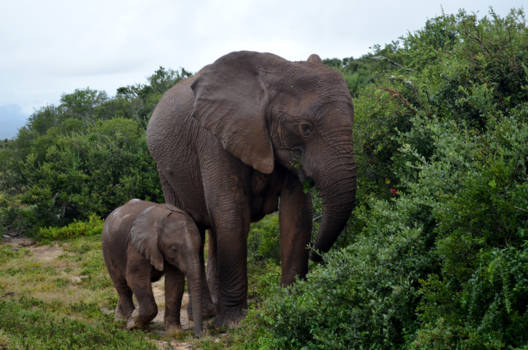 Addo Elephant National Park