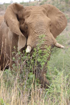 Pilanesberg National Park - Imposant!