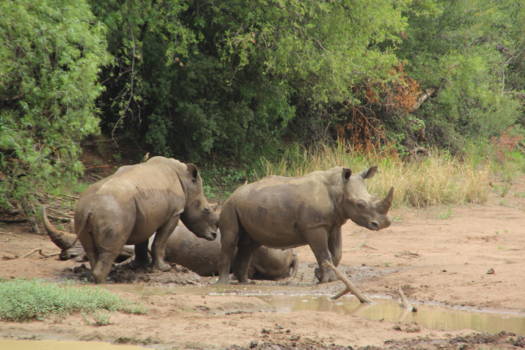 Pilanesberg National Park - Bijzonder