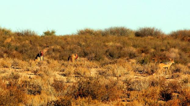Kgalagadi Transfrontier Park - Cheetah lifekill en jakhals wil een graantje meepikken.