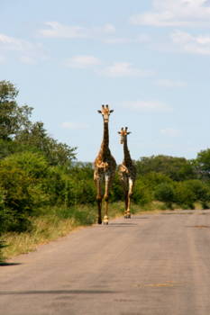 Krugerpark - Leuke tegenliggers!