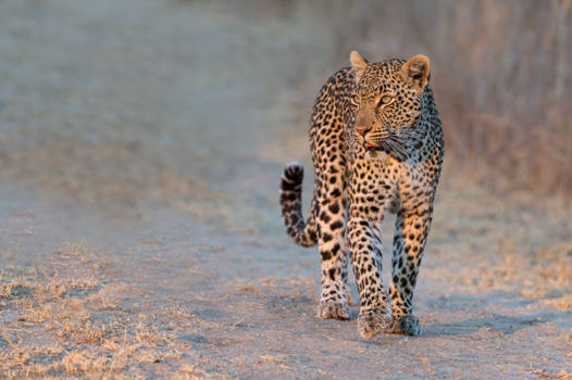 Mpumalanga - Leopard in the evening sun