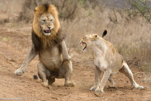 Mpumalanga - Lions aggression after maiting