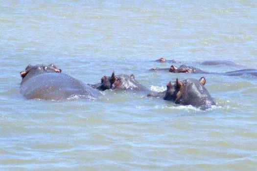 Saint Lucia - Nijlpaarden, kunnen ook 's nachts grazen op de gazons bij de huizen