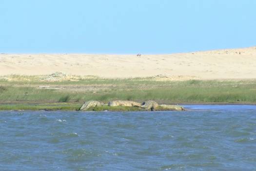 Saint Lucia - Krokodillen in de verte