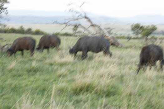 Durban - Nambiti Game Park
