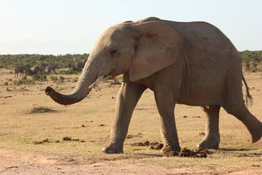 Addo Elephant National Park