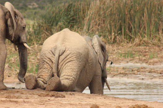 Addo Elephant National Park