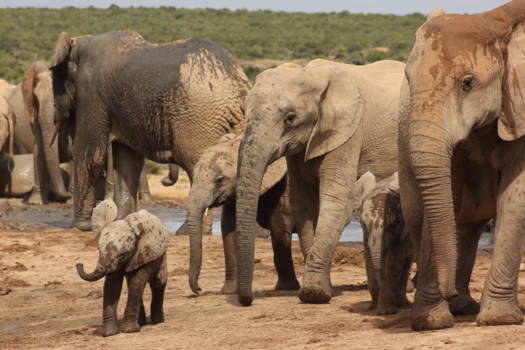Addo Elephant National Park