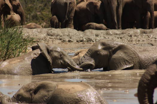 Addo Elephant National Park