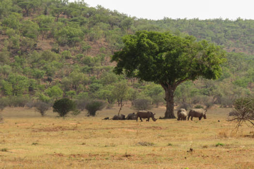 Welgevonden Game Reserve - Neushoorns