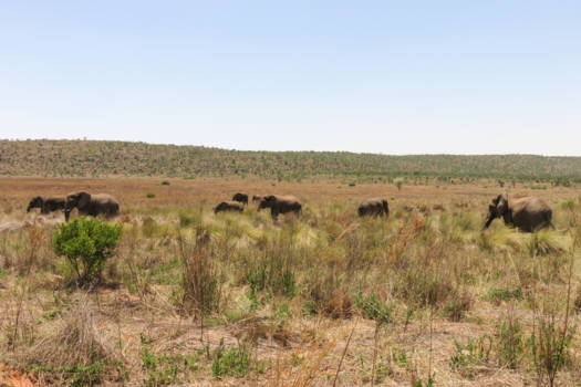 Welgevonden Game Reserve - Olifanten