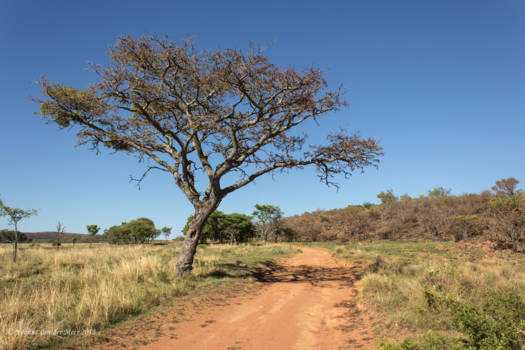 Kololo Game Reserve - Tijdens wandeling