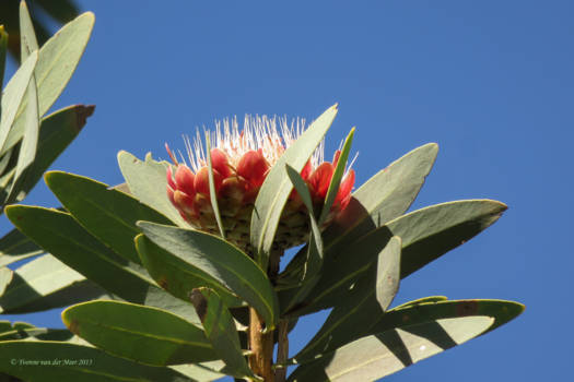 Entabeni Game Reserve - Protea