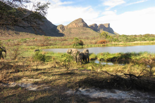 Entabeni Game Reserve - olifanten