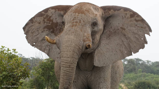 Krugerpark - Olifant