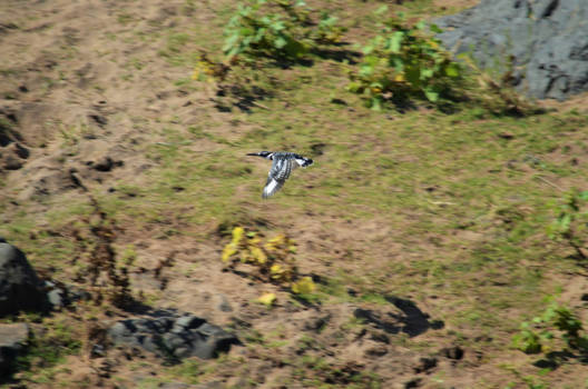 Krugerpark - I got you