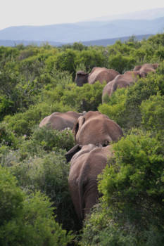 Zuid-Afrika - De Billen van het Addo Elephant Park
