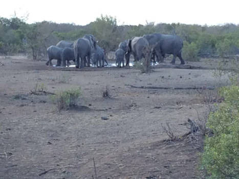 Zuid-Afrika - Prachtige drinkende olifanten