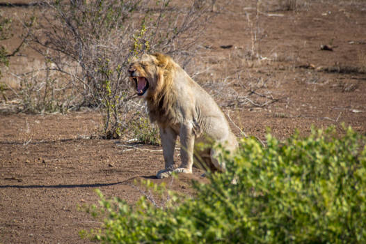 Zuid-Afrika - Lazy lion