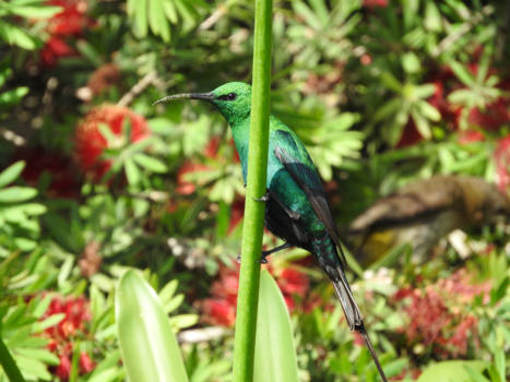 Zuid-Afrika - Hummingbird South Africa Cape Town area