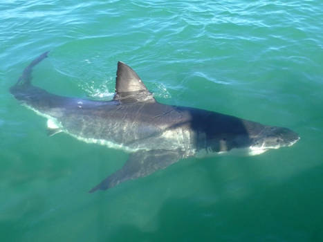 Sharkdiven Gansbaai - Great White Gansbaai South Africa